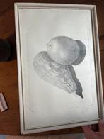 Steendruk Kalebassen - Ingelijst, Antiek en Kunst, Ophalen of Verzenden