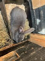 2 duitse reuze voedsters, Dieren en Toebehoren, Konijnen, Vrouwelijk, Groot