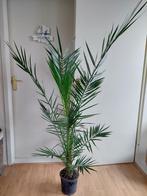 Phoenix Canariensis - Canarische Dadelpalm H: 165 cm., Huis en Inrichting, Kamerplanten, Palm, 150 tot 200 cm, Halfschaduw, Ophalen