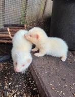 Leuke jonge fretten te koop, Dieren en Toebehoren, Overige Dieren, Mei, Meerdere dieren