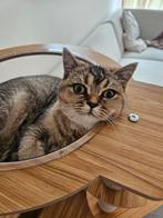 Prachtige Britse Korthaar Kitten, Poes, Gechipt, 0 tot 2 jaar