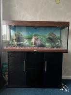 Aquarium Juvel, Dieren en Toebehoren, Vissen | Aquaria en Toebehoren, Ophalen, Zo goed als nieuw, Leeg aquarium