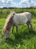 Shetlander, Dieren en Toebehoren, Pony's, A pony (tot 1.17m), Onbeleerd, Meerdere dieren, Recreatiepony