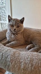 Blue, Chocolate Brits / Britse Korthaar kittens met stamboom, Dieren en Toebehoren, Katten en Kittens | Raskatten | Korthaar, Poes