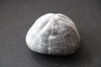 fossiel zee-egel wereld, Verzamelen, Mineralen en Fossielen, Ophalen of Verzenden, Fossiel