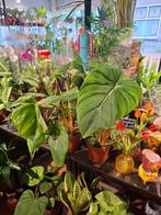 Philodendron Pastazanum, Overige soorten, In pot, Minder dan 100 cm, Groene kamerplant