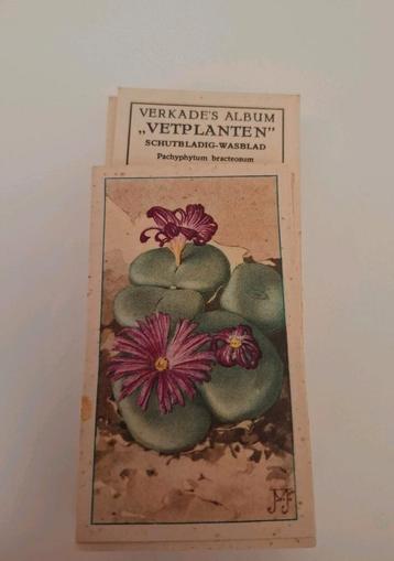 Verkade Album vetplanten plaatjes prentenboek beschikbaar voor biedingen