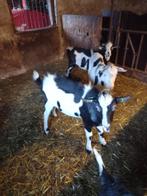 stamboek bonte bokken cert.waardig, Dieren en Toebehoren, Schapen, Geiten en Varkens, Mannelijk, Geit