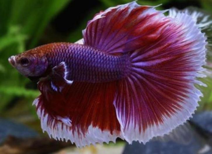 Betta Elephant ear man - Koidream Valburg, Dieren en Toebehoren, Vissen | Aquariumvissen, Vis