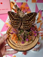 Vlinder in Stolp met Droogbloemen, Antiek en Kunst, Ophalen of Verzenden