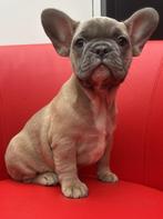 Mooie Franse bulldog pup teefje, 8 tot 15 weken, Teef, Eén hond, Nederland