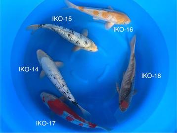Diverse Japanse koi karper | Koikarpers  | Nisai vissen beschikbaar voor biedingen