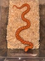 Haakneus slangen, Dieren en Toebehoren, Slang, 0 tot 2 jaar