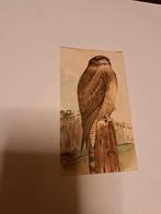 Steendruk roofvogel, Ophalen of Verzenden