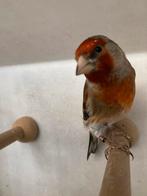 Bastaard putter / kanarie, Dieren en Toebehoren, Vogels | Overige Vogels, Mannelijk, Wildzangvogel, Geringd