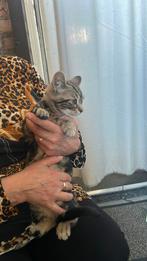 Vrolijke kist die graag veel speelt, Dieren en Toebehoren, Katten en Kittens | Raskatten | Korthaar, Kater, 0 tot 2 jaar