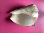 Grote Schelp 21 cm, Verzamelen, Mineralen en Fossielen, Ophalen of Verzenden, Schelp(en)