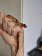 Rode Rattenslang, Pantherophis guttatus, WK Motley 1.0, Dieren en Toebehoren, Reptielen en Amfibieën, Slang, 0 tot 2 jaar