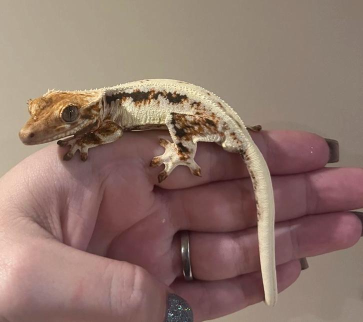 Wimpergekko man lilly white tricolor
