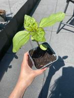 Zonnebloem stek biologisch, Tuin en Terras, Planten | Bomen, Ophalen, Volle zon, Overige soorten, Minder dan 100 cm