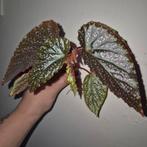 begonia benigo pink, Huis en Inrichting, Kamerplanten, Ophalen of Verzenden, Overige soorten, Minder dan 100 cm