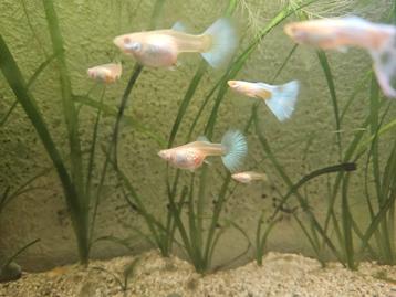 Albino Platinum & Glass belly Guppies beschikbaar voor biedingen