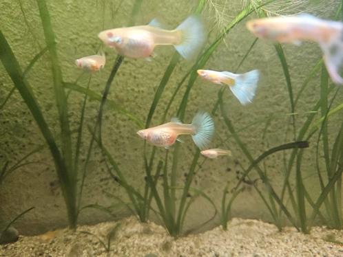 Albino Platinum & Glass belly Guppies, Dieren en Toebehoren, Vissen | Aquariumvissen, Vis