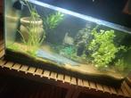 Aquarium met guppies en kikker - ophalen als totaalpakket!, Dieren en Toebehoren, Ophalen, Gebruikt, Gevuld zoetwateraquarium