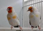 Diverse majoor putters, Dieren en Toebehoren, Vogels | Overige Vogels, Meerdere dieren, Wildzangvogel