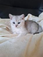 Britse korhaar kittens, Meerdere dieren