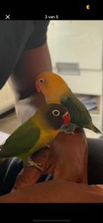 2prachtige agaponnis vogels, Meerdere dieren, Dwergpapegaai of Agapornis, Tam