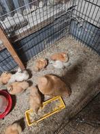 Zijdehoen kuikens, Meerdere dieren, Kip