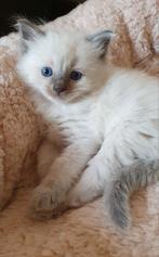 Ragdoll fokkater Banjer Blue point met Stamboom, Kater, Met stamboom