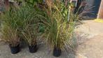 7 potten Miscanthus gras / siergras, Tuin en Terras, Planten | Tuinplanten, Ophalen, Siergrassen, Halfschaduw