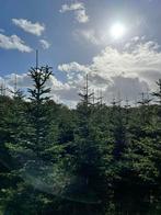 Grote kerstbomen te koop, Ophalen, Volle zon, Overige soorten