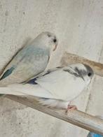 parkiet jong baby s grasparkieten vogelkooi kooi, Meerdere dieren, Parkiet, Geringd