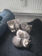 Mooie kittens Moeder blauwe rus, Dieren en Toebehoren, Katten en Kittens | Raskatten | Korthaar