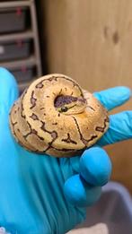 0.1 Koningspython - Ballpython - Python Regius., Dieren en Toebehoren, Slang, 0 tot 2 jaar