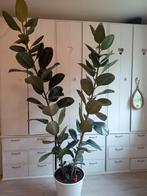 Ficus Elastica Robusta plant met IKEA Zelfwaterende Pot, Huis en Inrichting, Kamerplanten, Ophalen, Ficus, Halfschaduw, 200 cm of meer