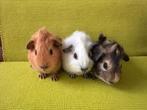 Knappe beertjes, Dieren en Toebehoren, Cavia, Augustus, Mannelijk, Tam