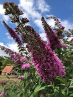 10 x kleine vlinderstruik (geworteld), Tuin en Terras, Planten | Struiken en Hagen, Vlinderstruik, Ophalen