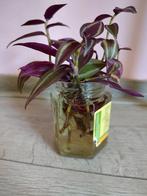 stekjes van de Tradescantia zebrina, Huis en Inrichting, Bloeiende kamerplant, Ophalen of Verzenden, Overige soorten, Minder dan 100 cm