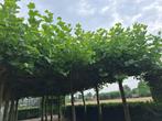 Dakplataan Dakplatanen, Tuin en Terras, Planten | Bomen, Ophalen, Halfschaduw, Overige soorten, 250 tot 400 cm
