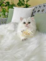 Kampioen kleinkind, prinses van de sneeuw ️, Dieren en Toebehoren, Katten en Kittens | Raskatten | Langhaar, Poes, Ontwormd, 0 tot 2 jaar