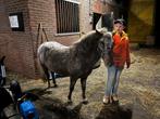 Te koop super brave rijpony, Dieren en Toebehoren, Paarden, Minder dan 160 cm, Ruin, Gechipt, 11 jaar of ouder
