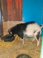 Knappe dwergeiten bok, Dieren en Toebehoren, Schapen, Geiten en Varkens, Mannelijk, Geit, 0 tot 2 jaar