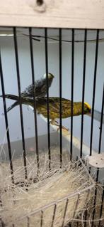 Te koop: Mooi koppel Lizard-kanaries, Meerdere dieren, Kleurkanarie