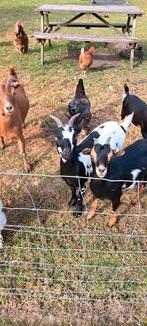 Dwerggeit dwerggeitje, Dieren en Toebehoren, Schapen, Geiten en Varkens