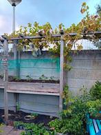 Blauwe druif, Tuin en Terras, Planten | Tuinplanten, Ophalen, Vaste plant, Fruitplanten, Volle zon