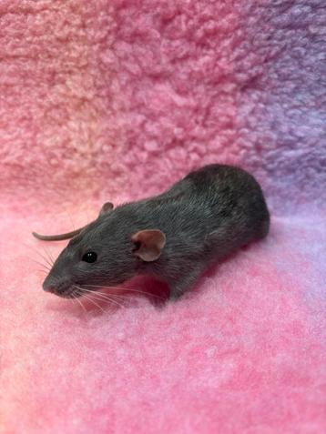 Tamme ratten vrouw beschikbaar voor biedingen